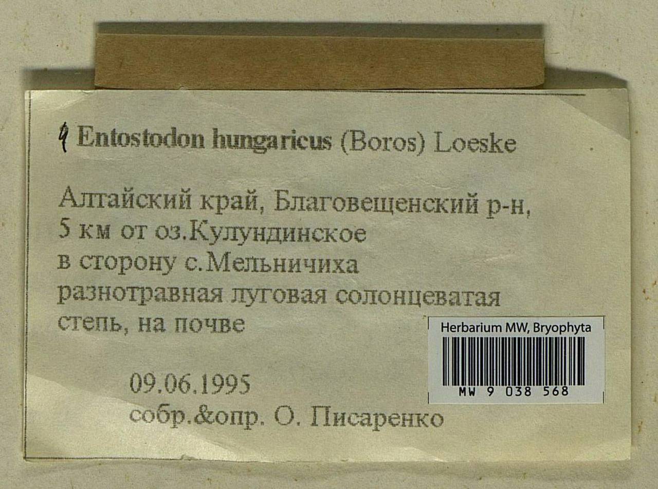 Entosthodon hungaricus (Boros) Loeske, Гербарий мохообразных, Мхи - Западная Сибирь (включая Алтай) (B15) (Россия)