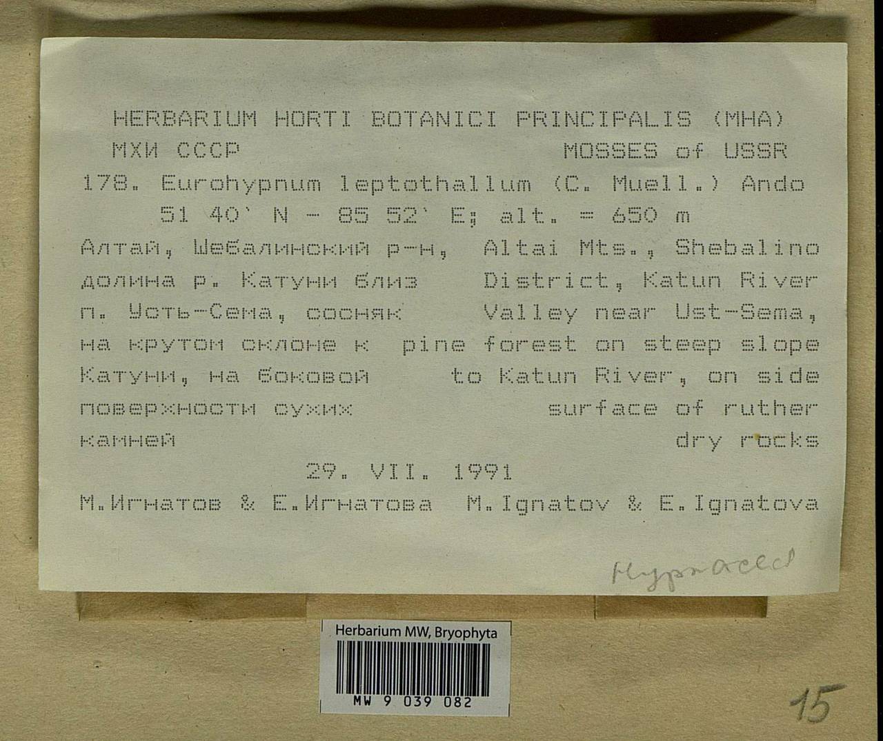 Hypnum leptothallum Paris, Гербарий мохообразных, Мхи - Западная Сибирь (включая Алтай) (B15) (Россия)