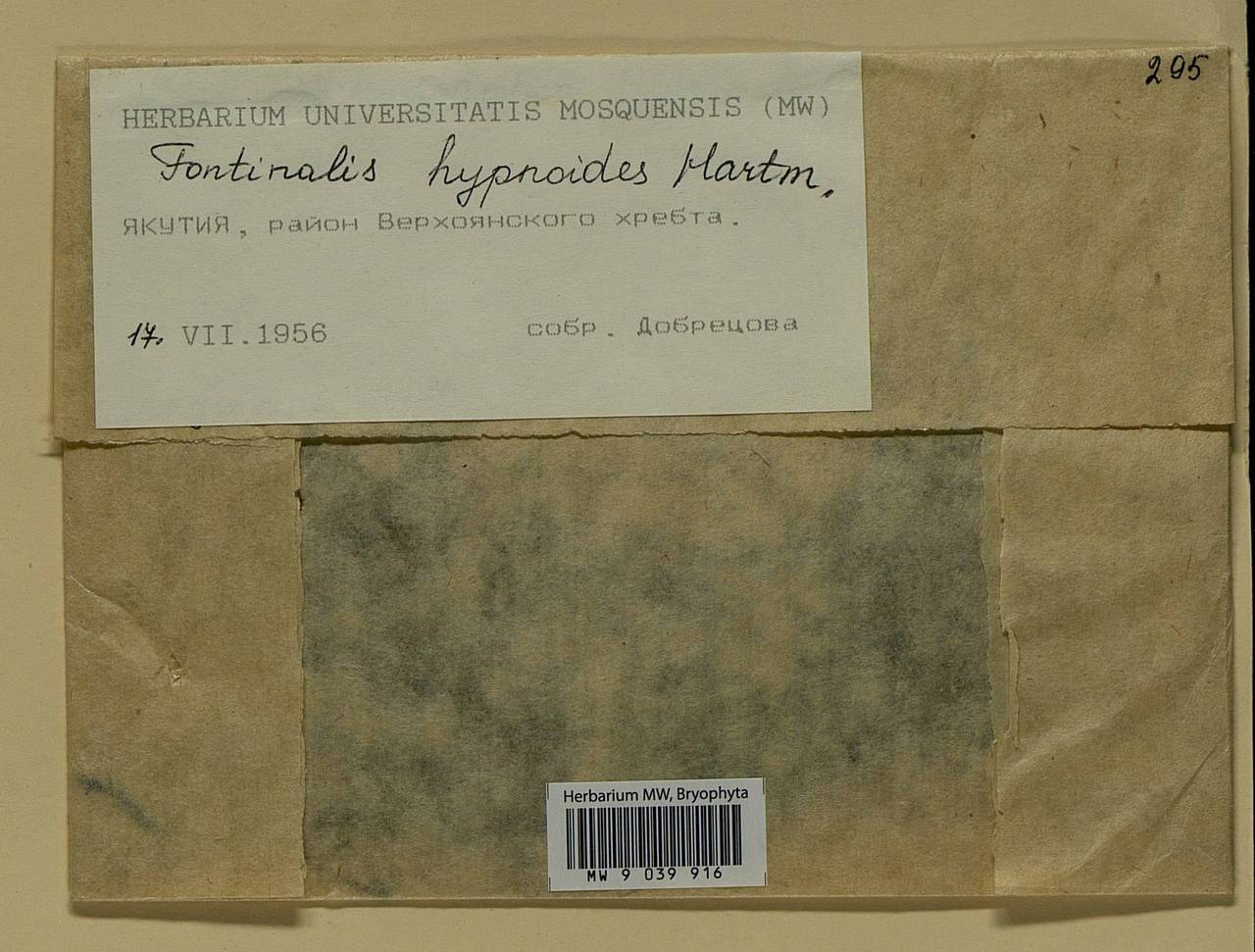 Fontinalis hypnoides Hartm., Гербарий мохообразных, Мхи - Якутия (B19) (Россия)