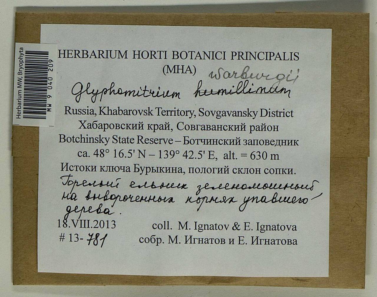 Glyphomitrium humillimum (Mitt.) Cardot, Гербарий мохообразных, Мхи - Дальний Восток (без Чукотки и Камчатки) (B20) (Россия)