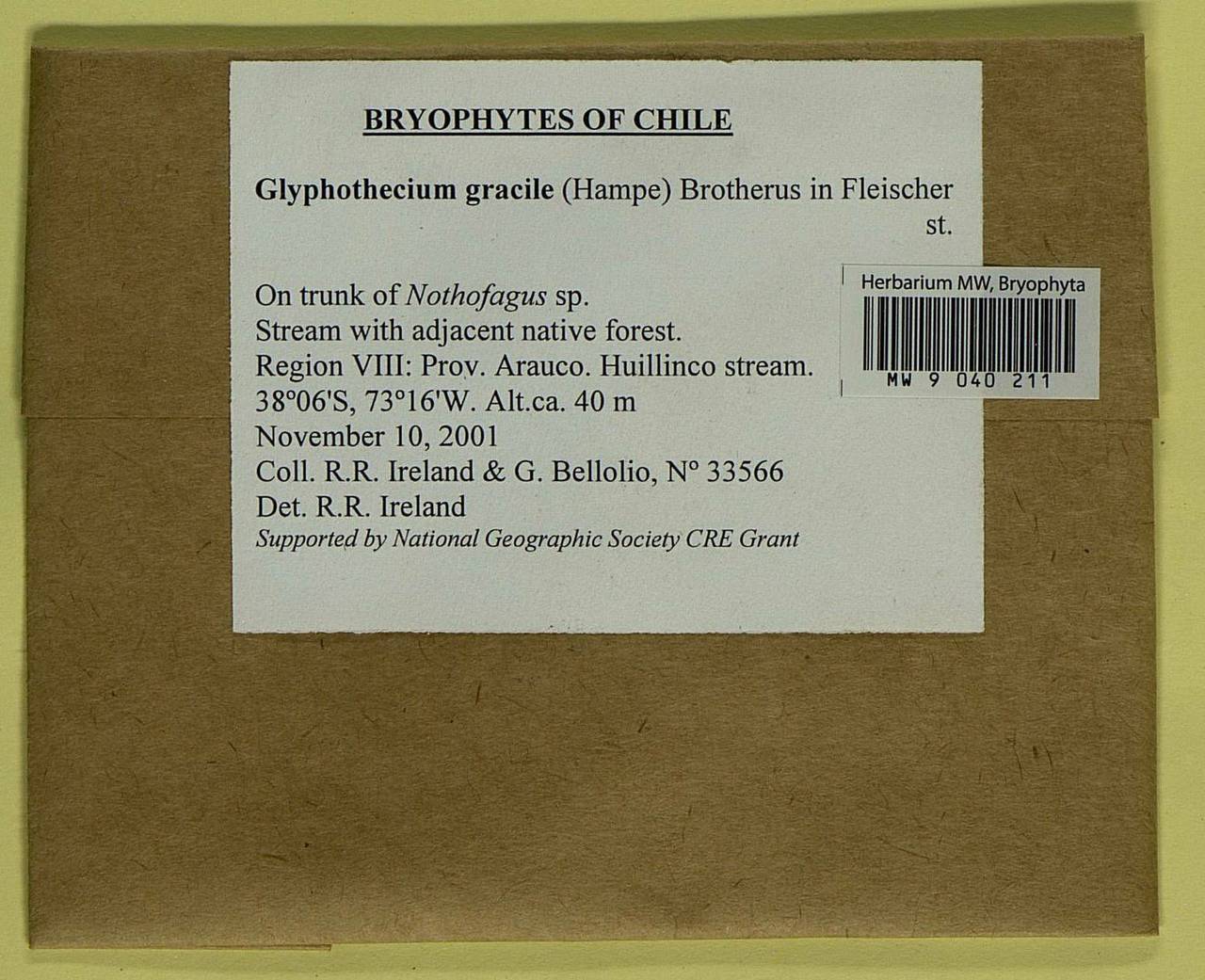 Glyphotheciopsis gracilis (Hampe) N. Pedersen & A.E. Newton, Гербарий мохообразных, Мхи - Америка (BAm) (Чили)