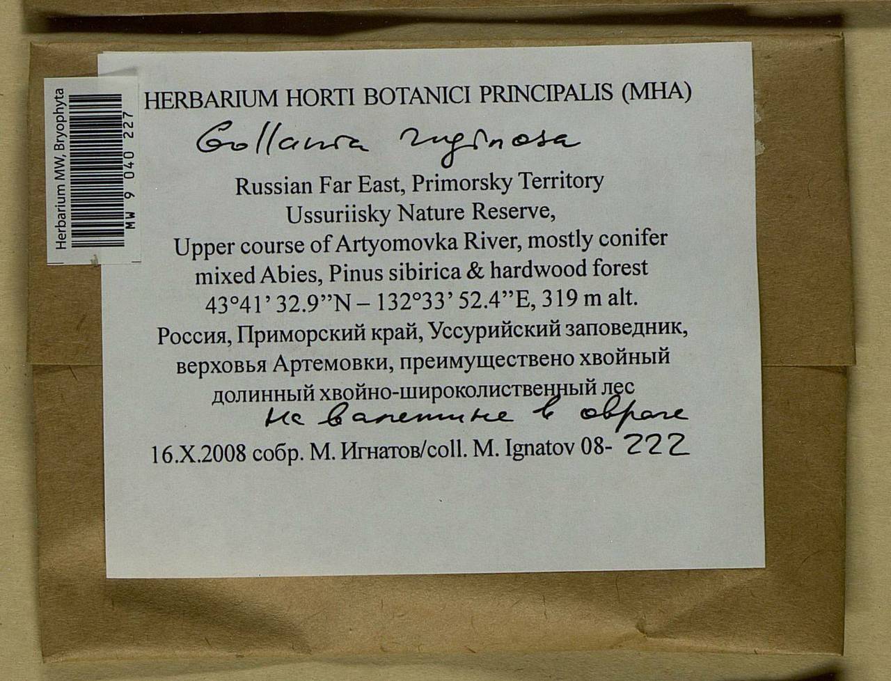 Gollania ruginosa (Mitt.) Broth., Гербарий мохообразных, Мхи - Дальний Восток (без Чукотки и Камчатки) (B20) (Россия)