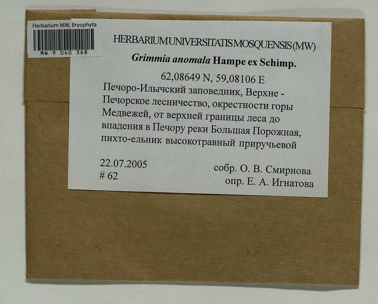 Grimmia anomala Hampe ex Schimp., Гербарий мохообразных, Мхи - Архангельская и Вологодская области, Коми, Ненецкий АО (B7) (Россия)