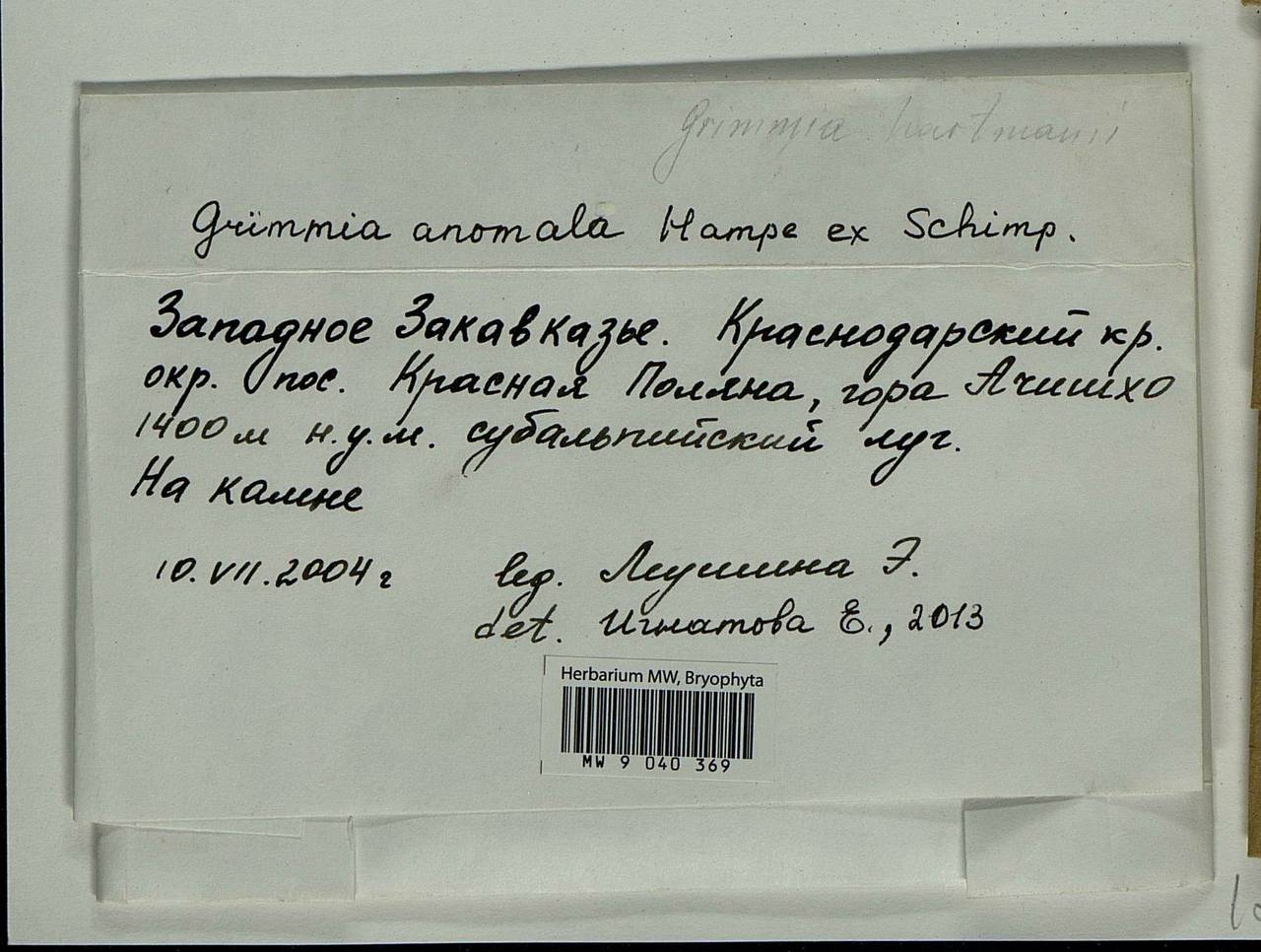 Grimmia anomala Hampe ex Schimp., Гербарий мохообразных, Мхи - Северный Кавказ и Предкавказье (B12) (Россия)