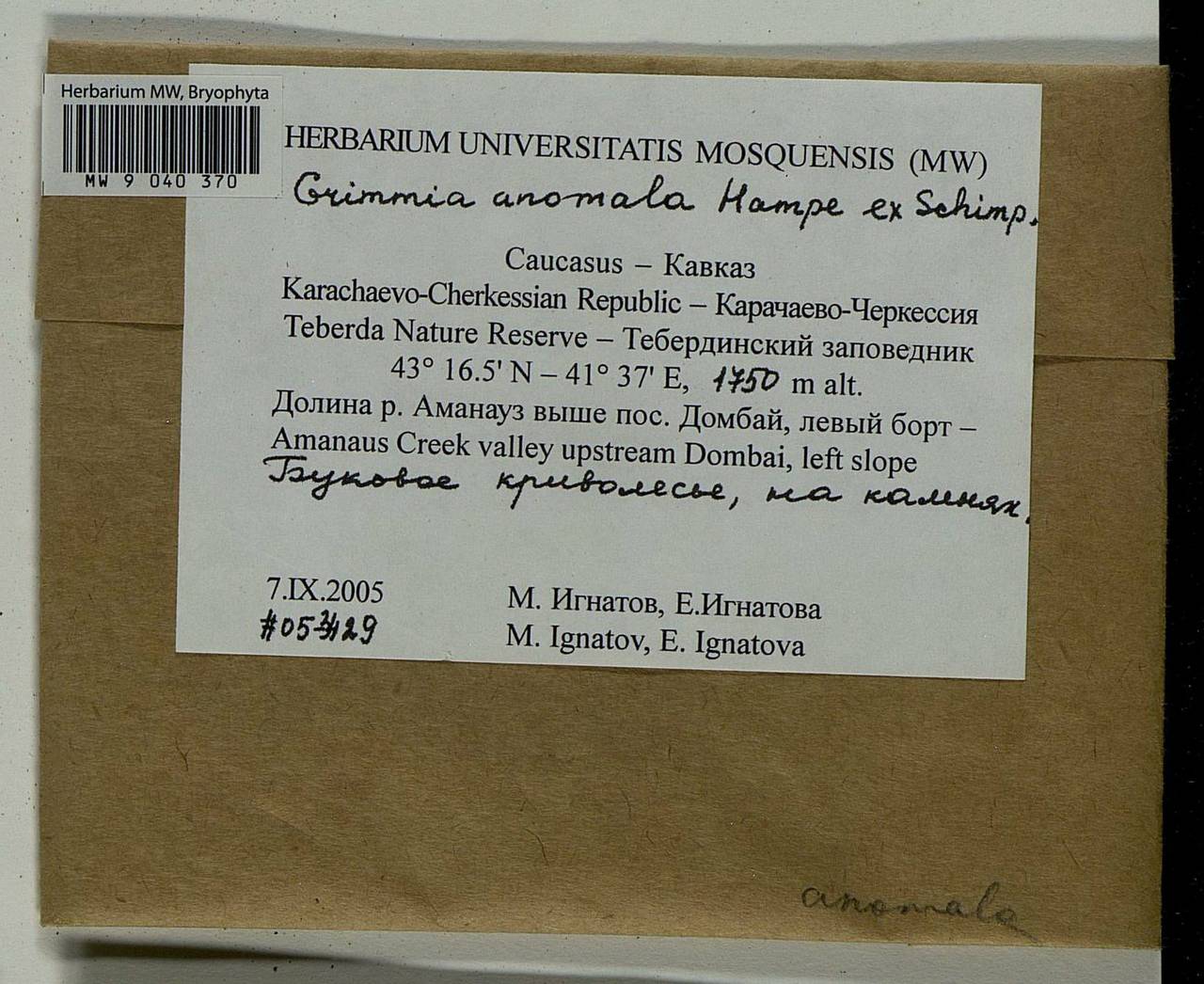 Grimmia anomala Hampe ex Schimp., Гербарий мохообразных, Мхи - Северный Кавказ и Предкавказье (B12) (Россия)