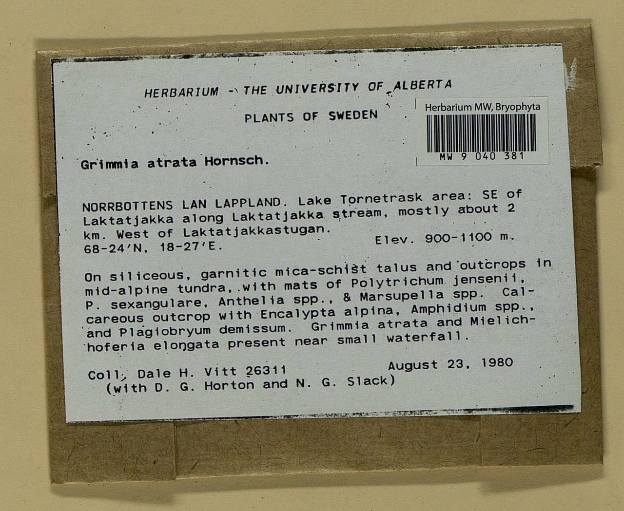 Grimmia atrata Miel. ex Hornsch., Гербарий мохообразных, Мхи - Западная Европа (BEu) (Швеция)