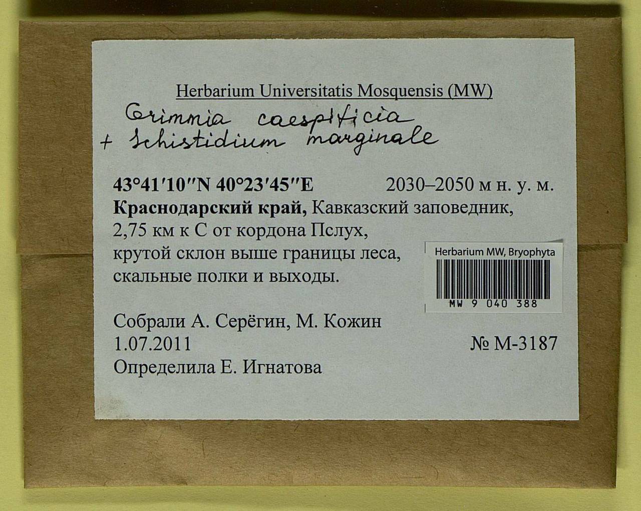 Grimmia caespiticia (Brid.) Jur., Гербарий мохообразных, Мхи - Северный Кавказ и Предкавказье (B12) (Россия)