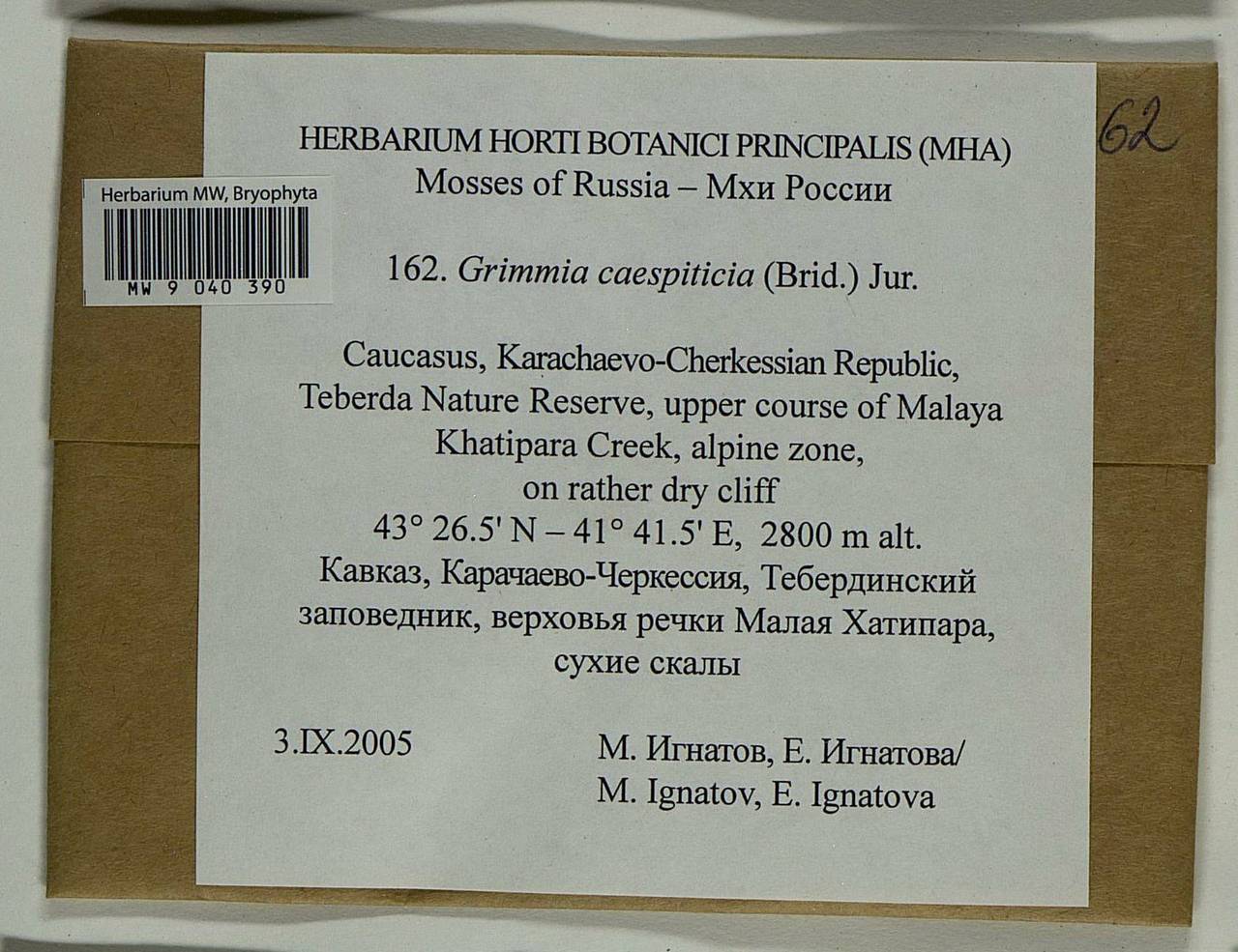 Grimmia caespiticia (Brid.) Jur., Гербарий мохообразных, Мхи - Северный Кавказ и Предкавказье (B12) (Россия)