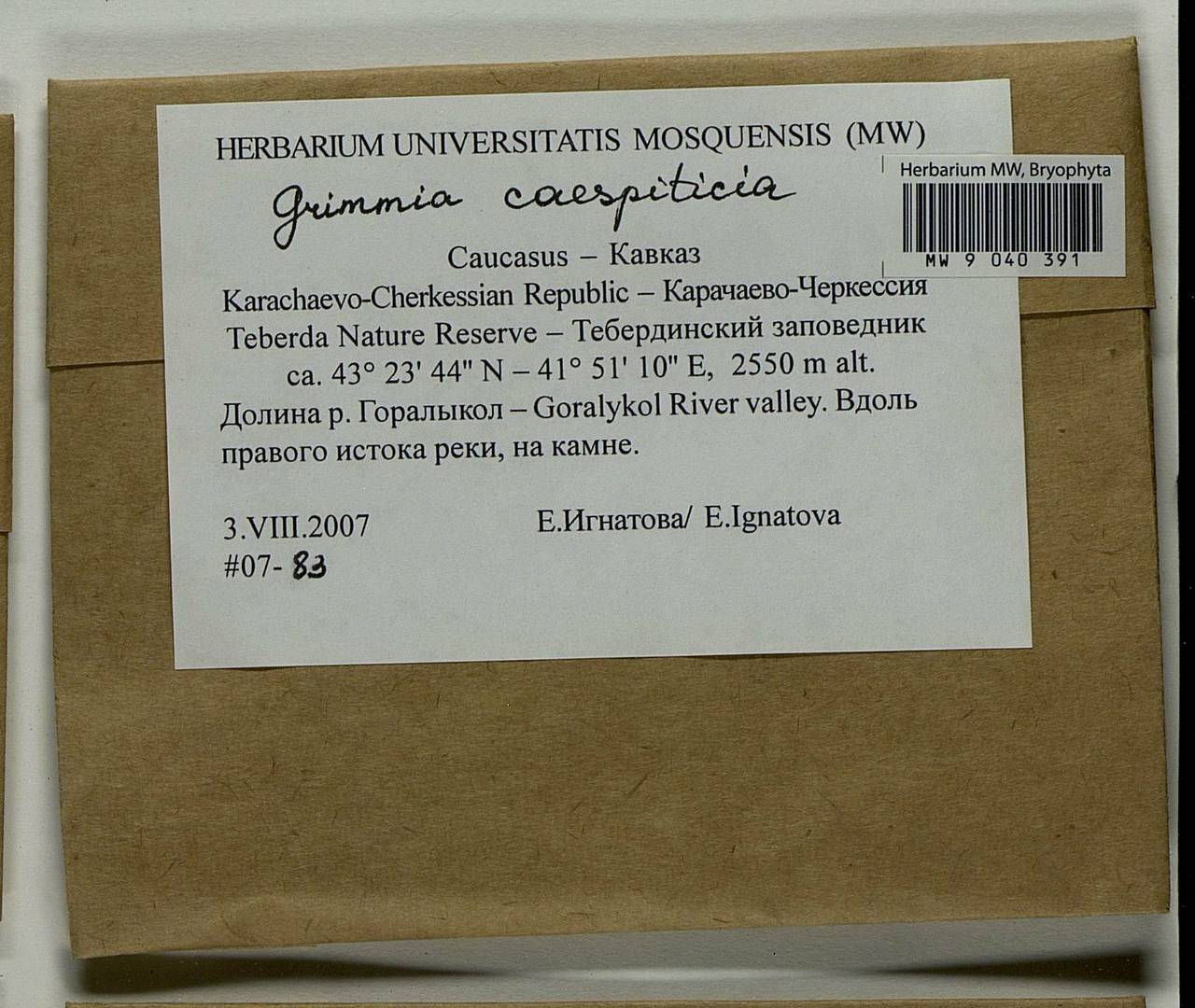 Grimmia caespiticia (Brid.) Jur., Гербарий мохообразных, Мхи - Северный Кавказ и Предкавказье (B12) (Россия)
