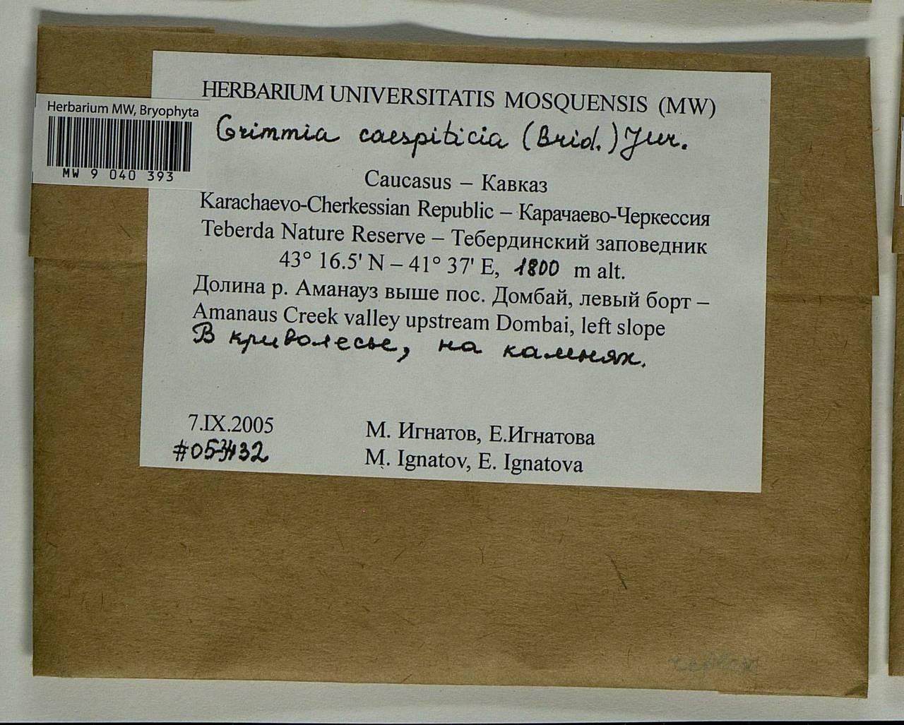 Grimmia caespiticia (Brid.) Jur., Гербарий мохообразных, Мхи - Северный Кавказ и Предкавказье (B12) (Россия)