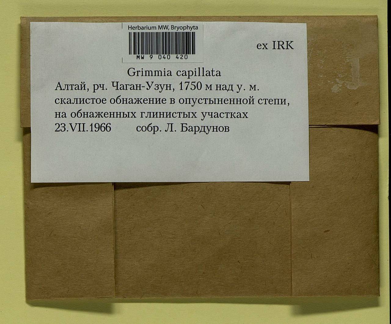 Grimmia capillata De Not., Гербарий мохообразных, Мхи - Западная Сибирь (включая Алтай) (B15) (Россия)