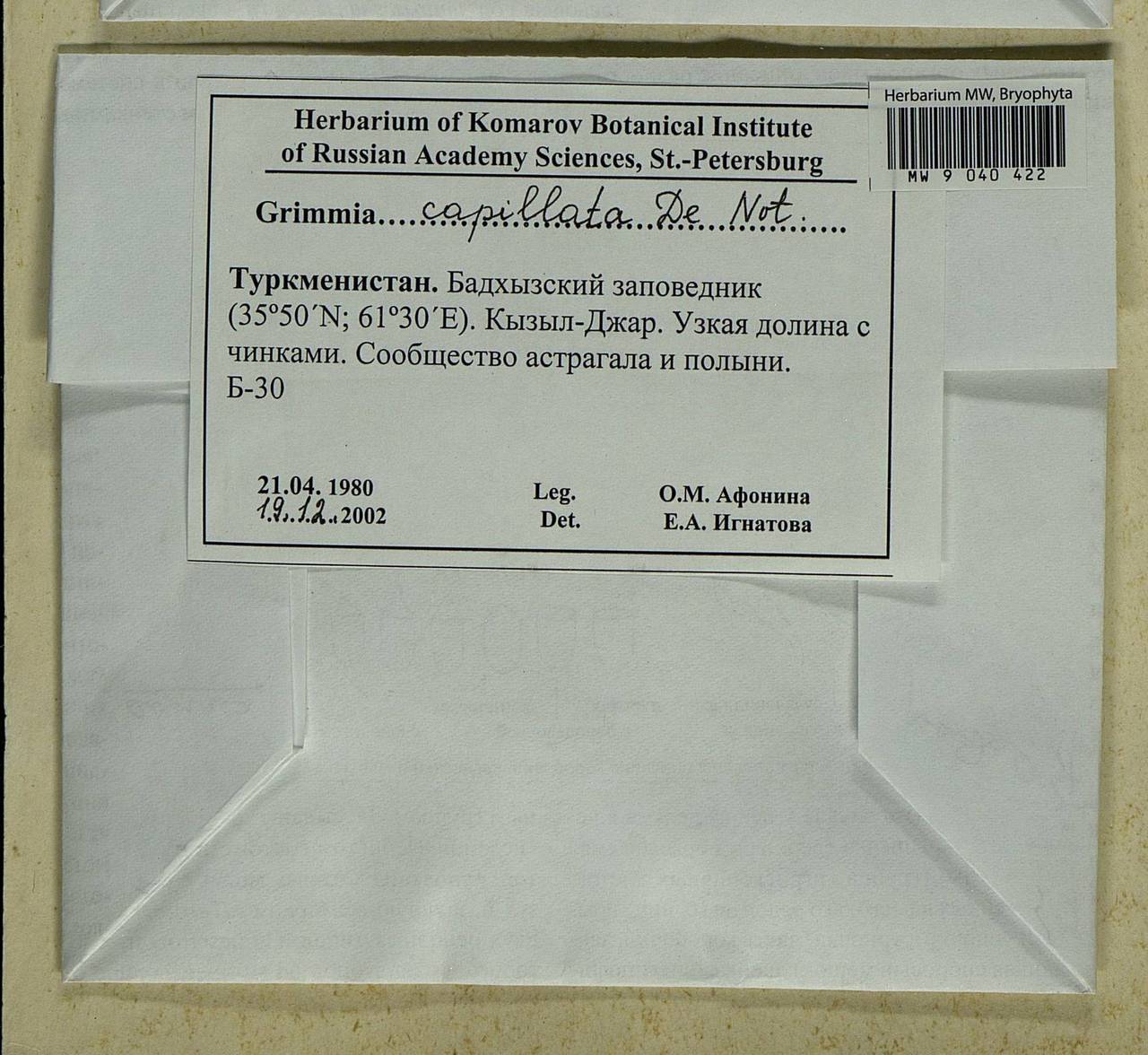 Grimmia capillata De Not., Гербарий мохообразных, Мхи - Средняя Азия и Казахстан (B16) (Туркмения)