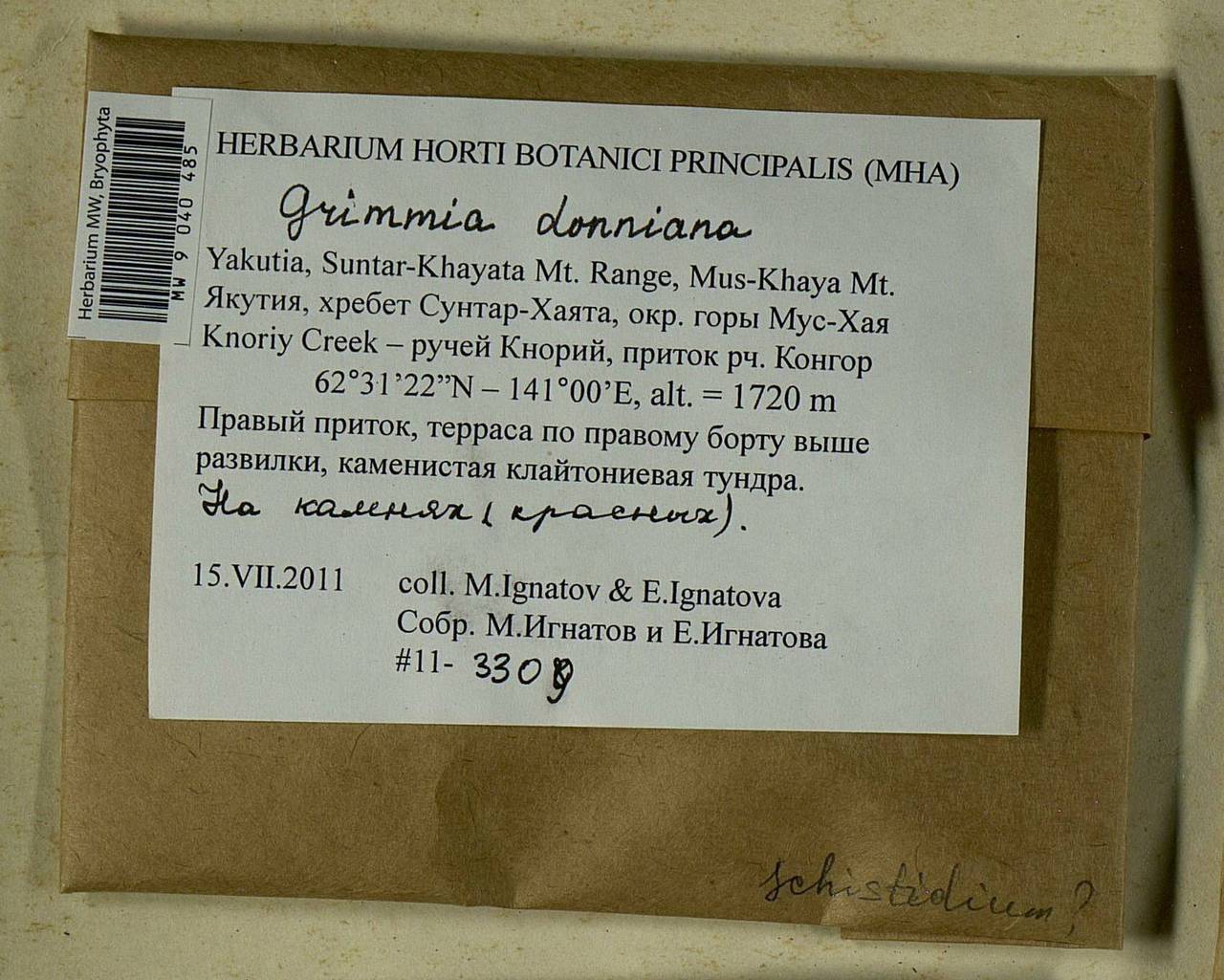 Grimmia donniana Sm., Гербарий мохообразных, Мхи - Якутия (B19) (Россия)