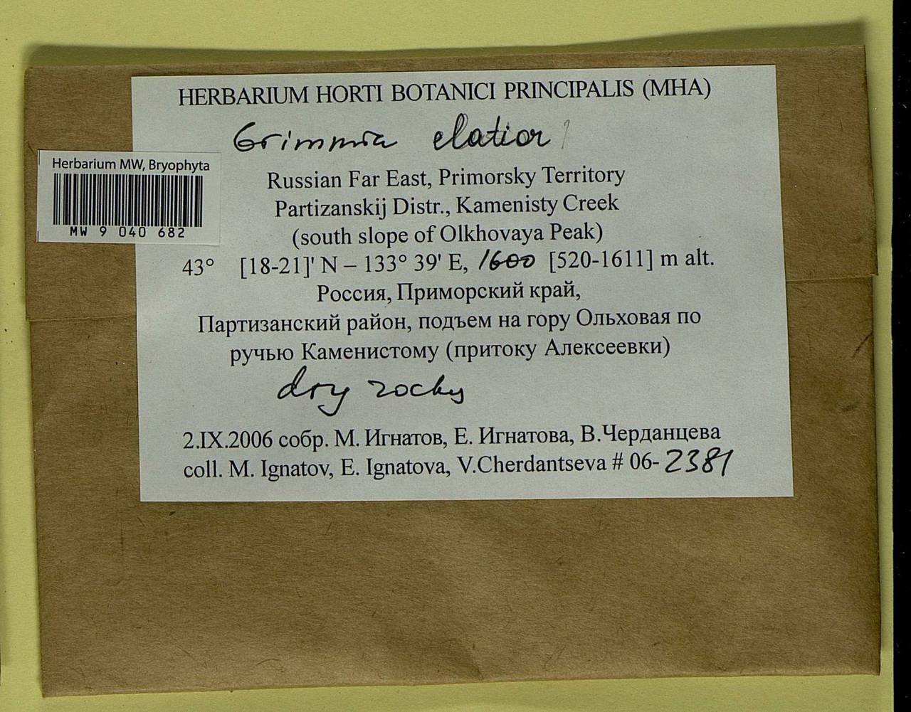 Grimmia elatior Bruch ex Bals.-Criv. & De Not., Гербарий мохообразных, Мхи - Дальний Восток (без Чукотки и Камчатки) (B20) (Россия)