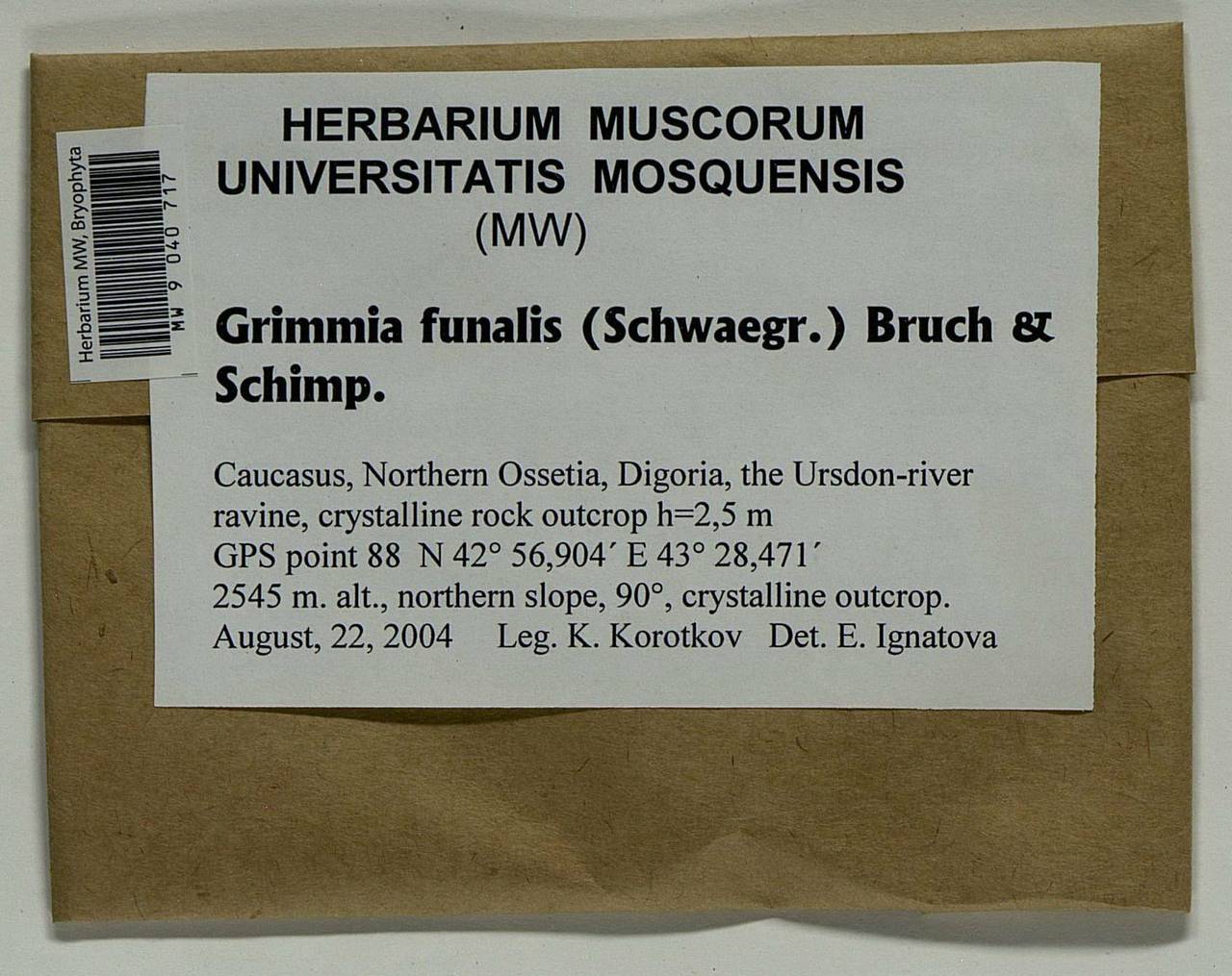 Grimmia funalis (Schwägr.) Bruch & Schimp., Гербарий мохообразных, Мхи - Северный Кавказ и Предкавказье (B12) (Россия)