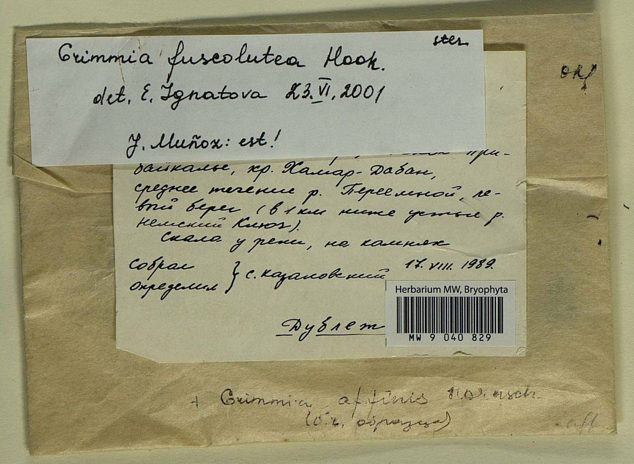 Grimmia fuscolutea Hook., Гербарий мохообразных, Мхи - Прибайкалье и Забайкалье (B18) (Россия)
