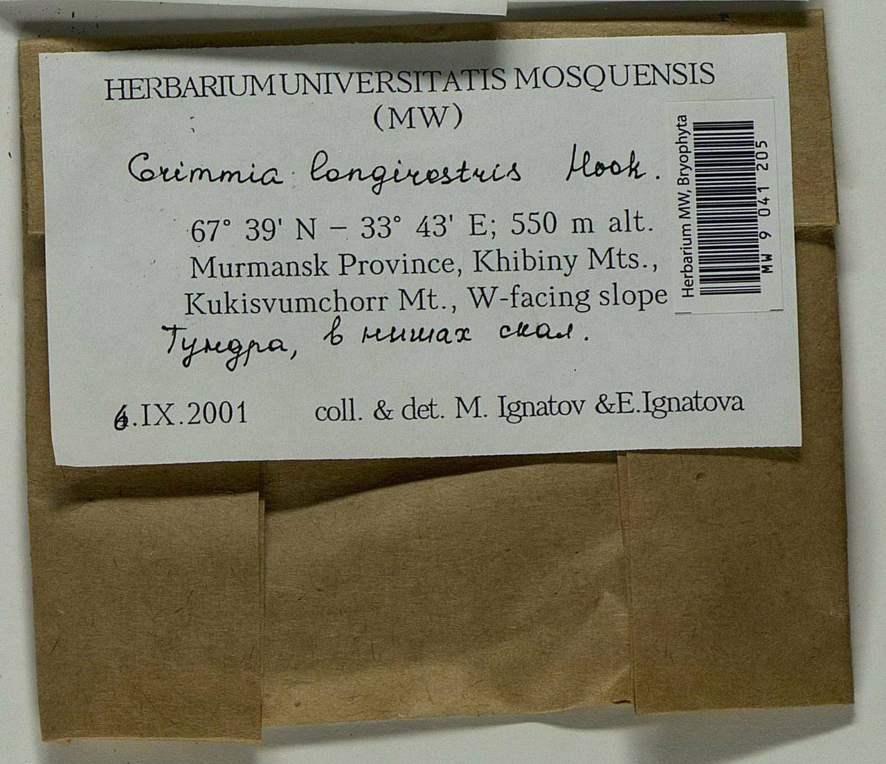 Grimmia longirostris Hook., Гербарий мохообразных, Мхи - Карелия, Ленинградская и Мурманская области (B4) (Россия)