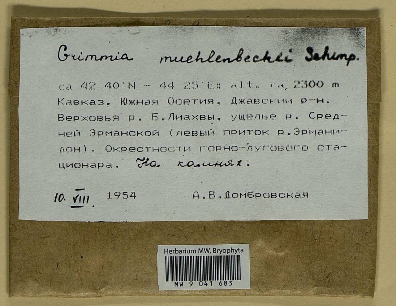 Grimmia muehlenbeckii Schimp., Гербарий мохообразных, Мхи - Закавказье (B13) (Южная Осетия)