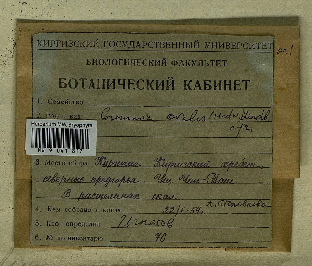 Grimmia ovalis (Hedw.) Lindb., Гербарий мохообразных, Мхи - Средняя Азия и Казахстан (B16) (Киргизия)