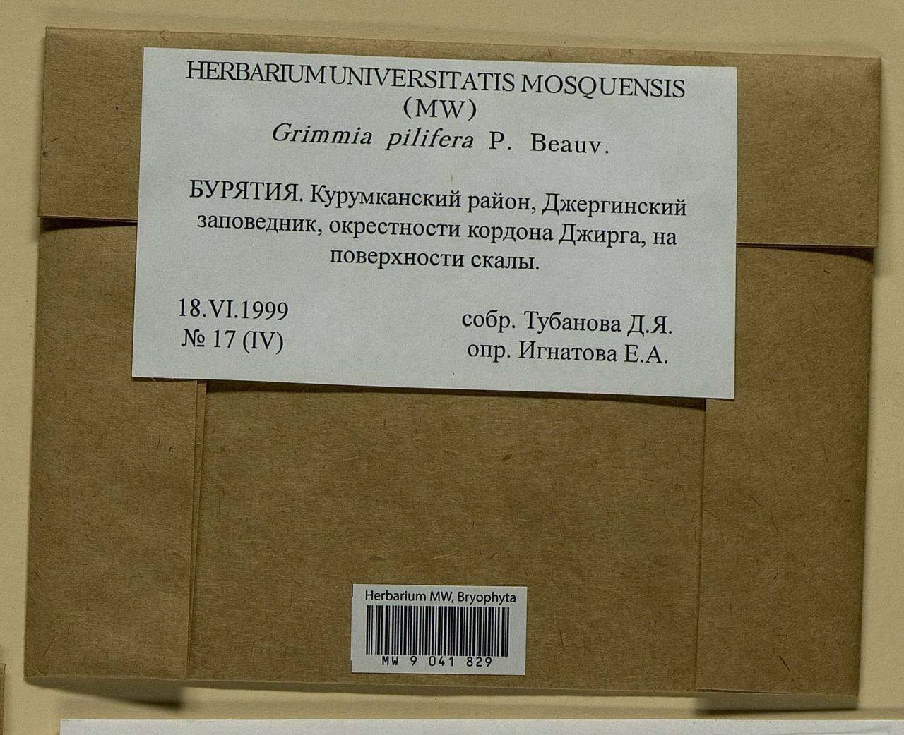 Grimmia pilifera P. Beauv., Гербарий мохообразных, Мхи - Прибайкалье и Забайкалье (B18) (Россия)