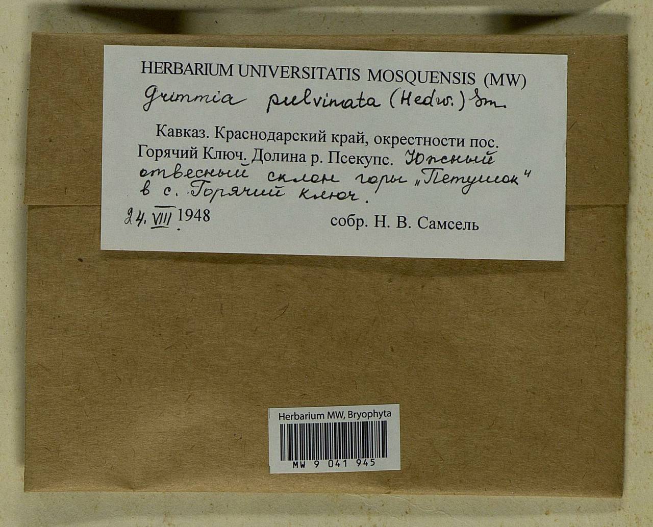 Grimmia pulvinata (Hedw.) Sm., Гербарий мохообразных, Мхи - Северный Кавказ и Предкавказье (B12) (Россия)