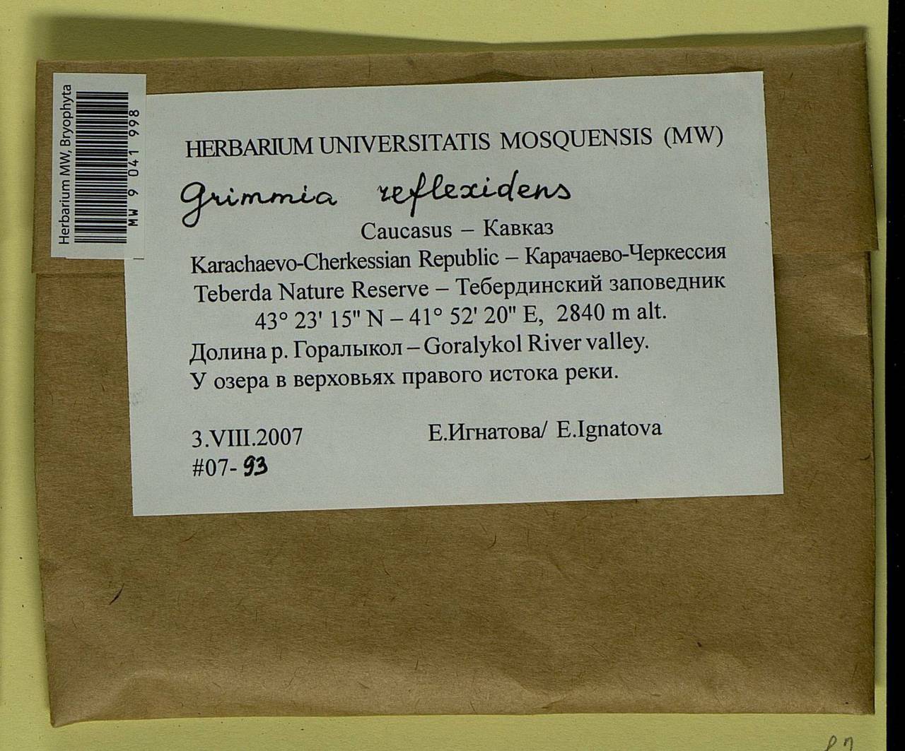 Grimmia reflexidens Müll. Hal., Гербарий мохообразных, Мхи - Северный Кавказ и Предкавказье (B12) (Россия)