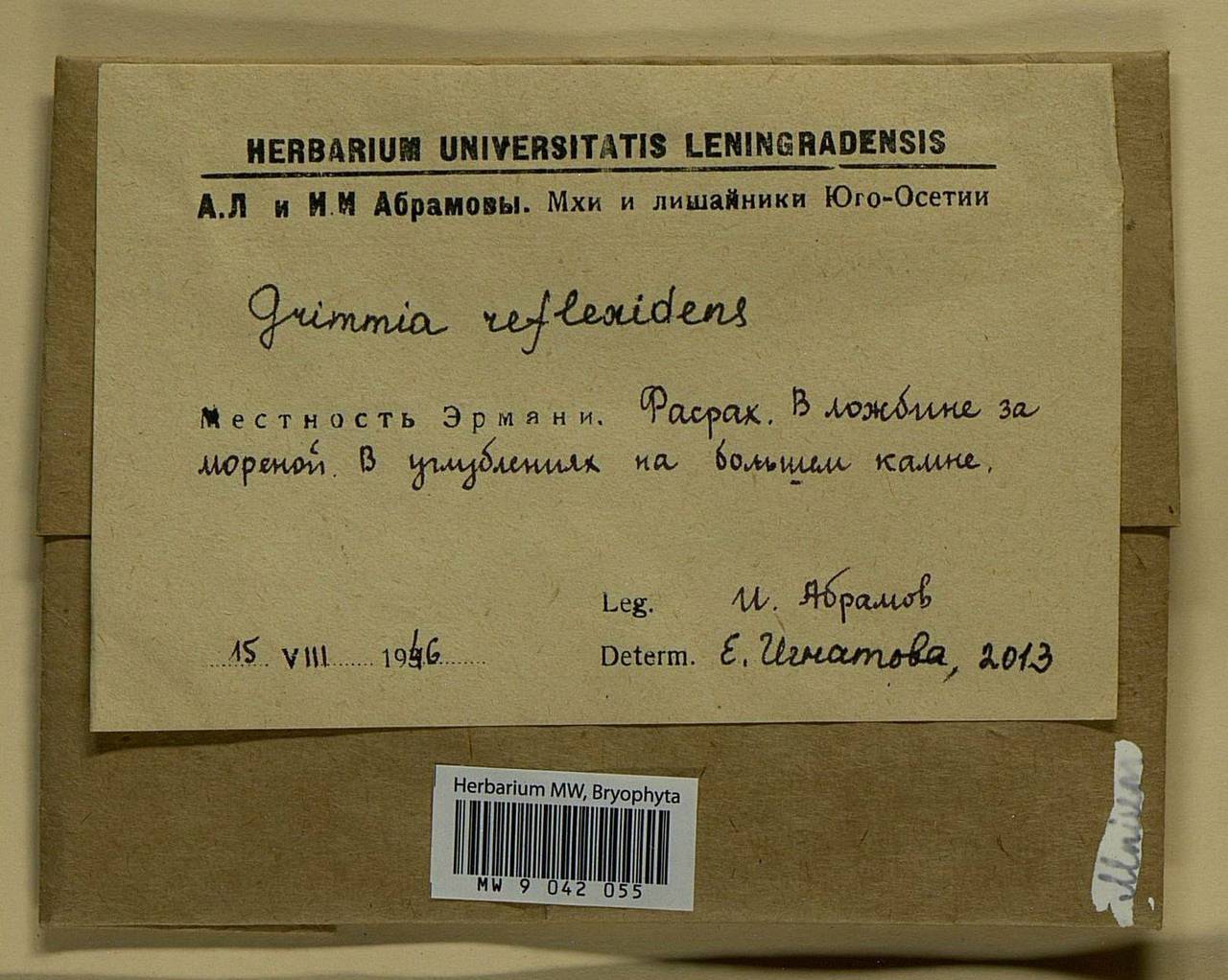 Grimmia reflexidens Müll. Hal., Гербарий мохообразных, Мхи - Закавказье (B13) (Южная Осетия)