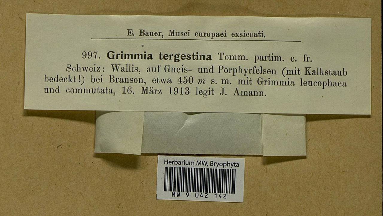 Grimmia tergestina Tomm. ex Bruch & Schimp., Гербарий мохообразных, Мхи - Западная Европа (BEu) (Швейцария)
