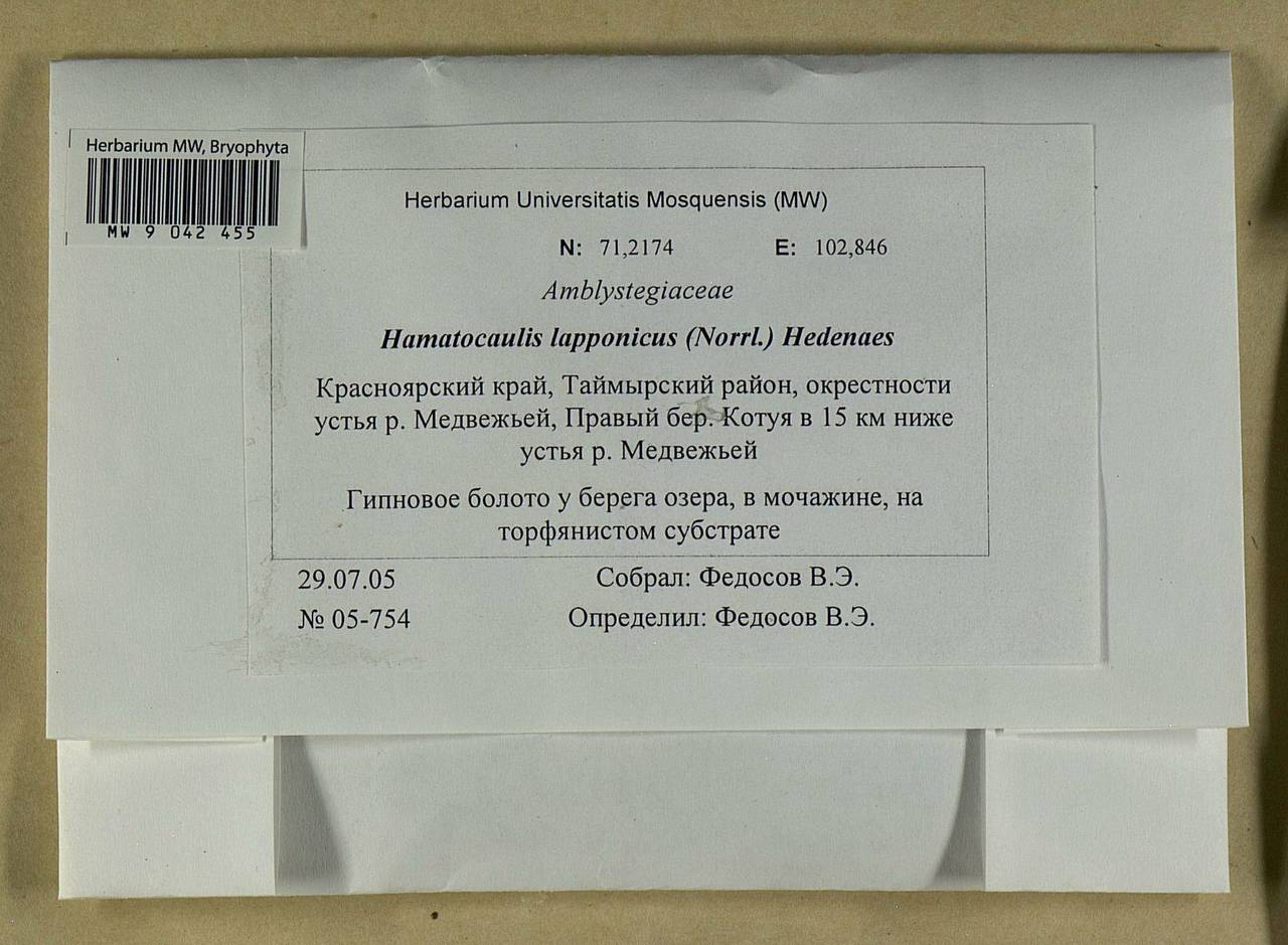 Hamatocaulis lapponicus (Norrl.) Hedenäs, Гербарий мохообразных, Мхи - Красноярский край, Тыва и Хакасия (B17) (Россия)
