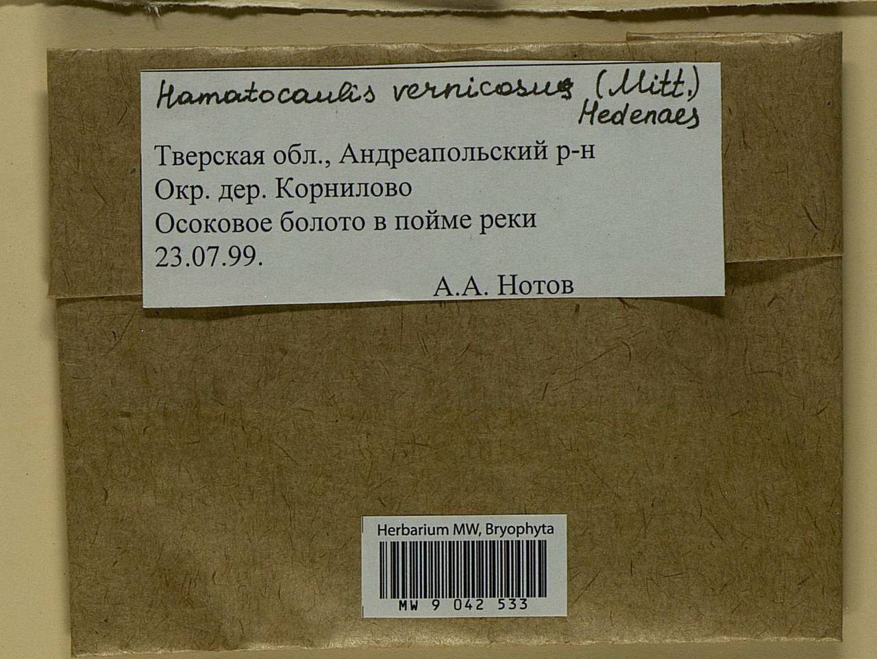 Hamatocaulis vernicosus (Mitt.) Hedenäs, Гербарий мохообразных, Мхи - Центральное Нечерноземье (B6) (Россия)