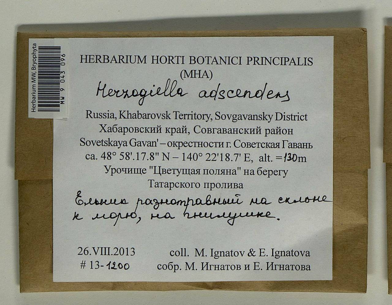 Aquilonium adscendens (Lindb.) Hedenäs, Schlesak & D. Quandt, Гербарий мохообразных, Мхи - Дальний Восток (без Чукотки и Камчатки) (B20) (Россия)