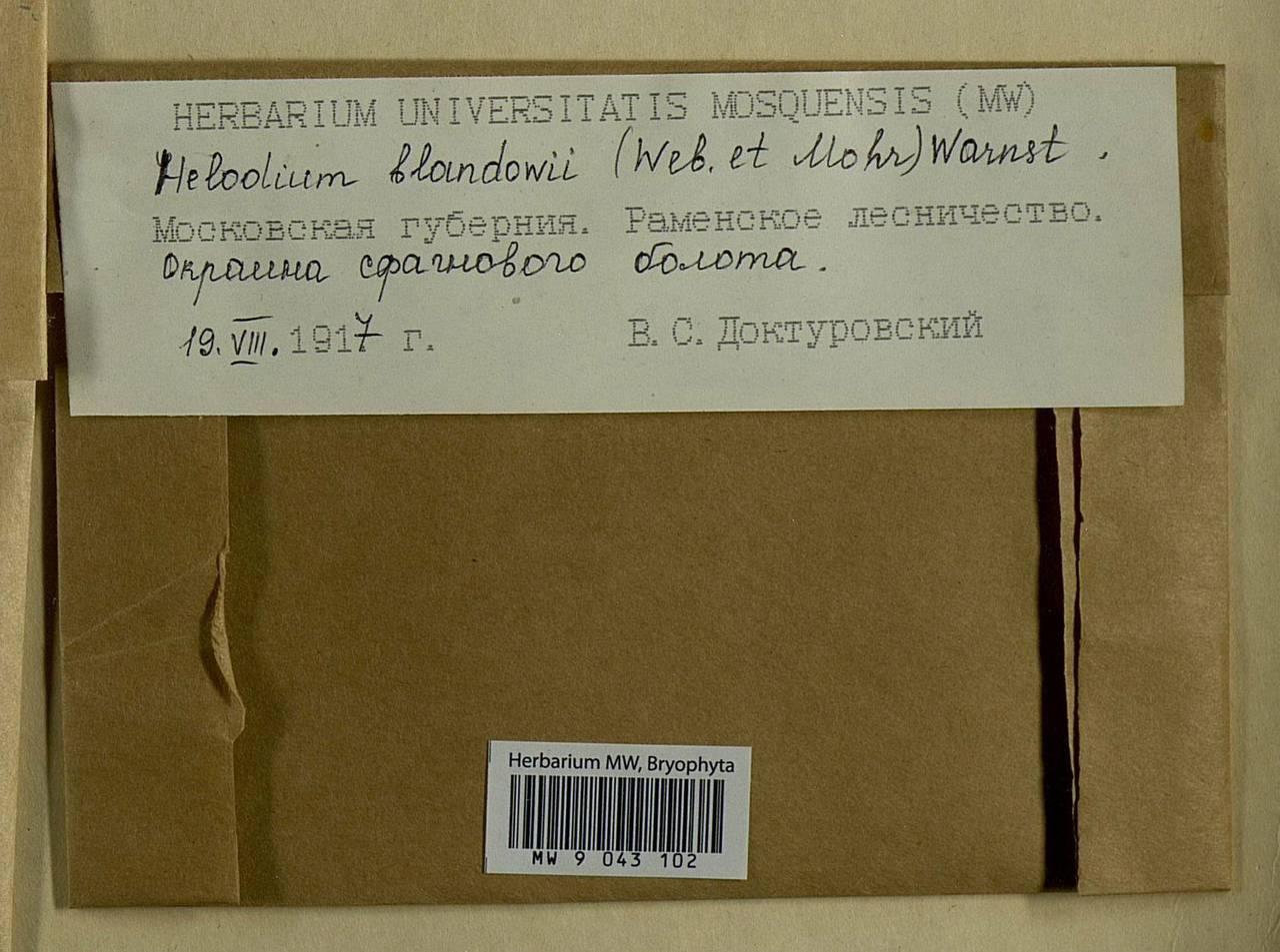 Helodium blandowii (F. Weber & D. Mohr) Warnst., Гербарий мохообразных, Мхи - Западная Сибирь (включая Алтай) (B15) (Россия)