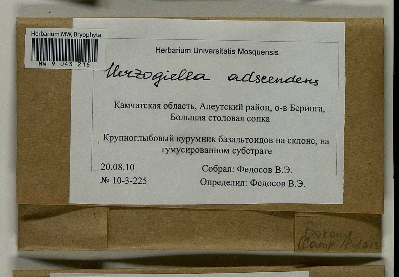 Aquilonium adscendens (Lindb.) Hedenäs, Schlesak & D. Quandt, Гербарий мохообразных, Мхи - Чукотка и Камчатка (B21) (Россия)