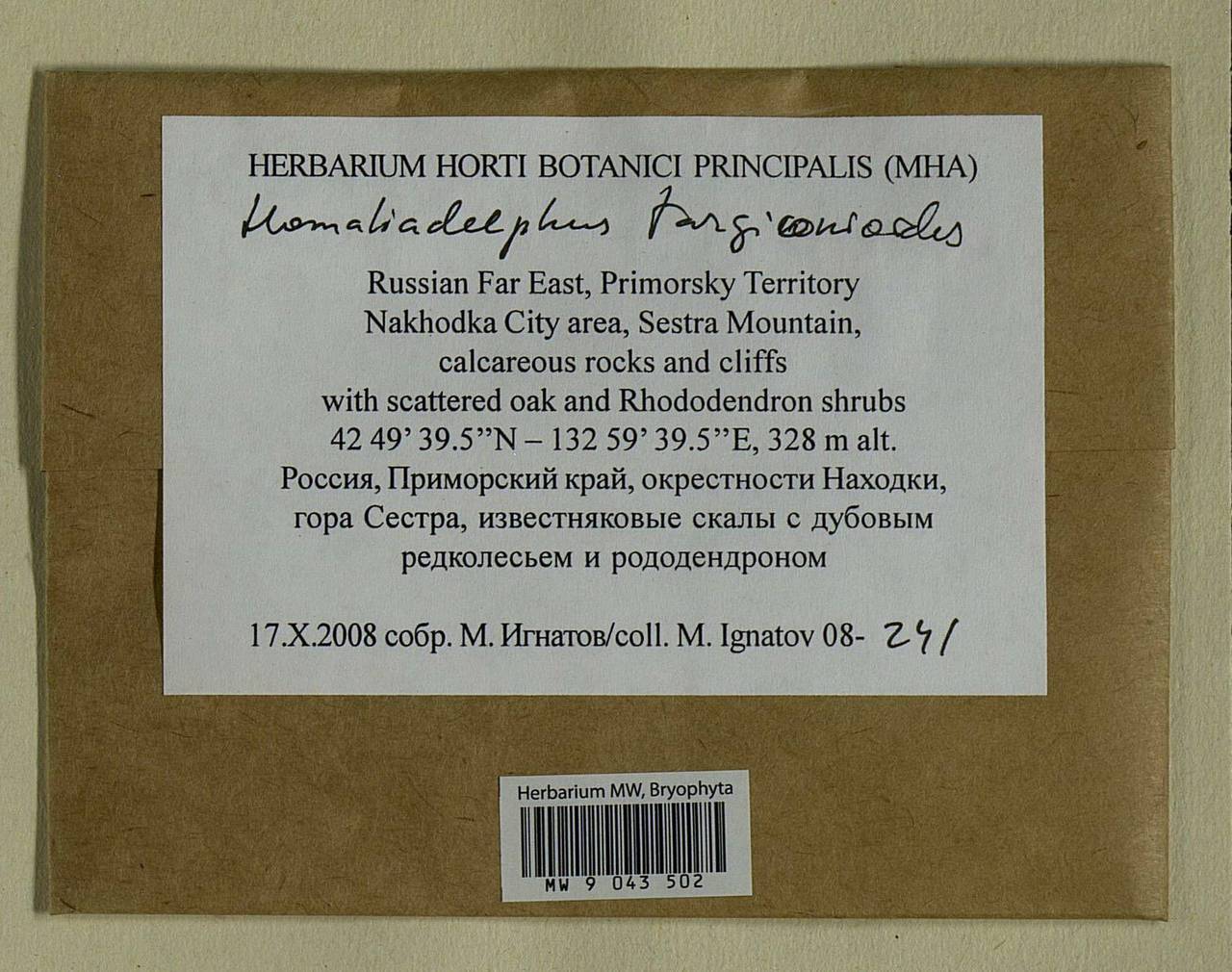 Homaliadelphus targionianus (Mitt.) Dixon & P. de la Varde, Гербарий мохообразных, Мхи - Дальний Восток (без Чукотки и Камчатки) (B20) (Россия)
