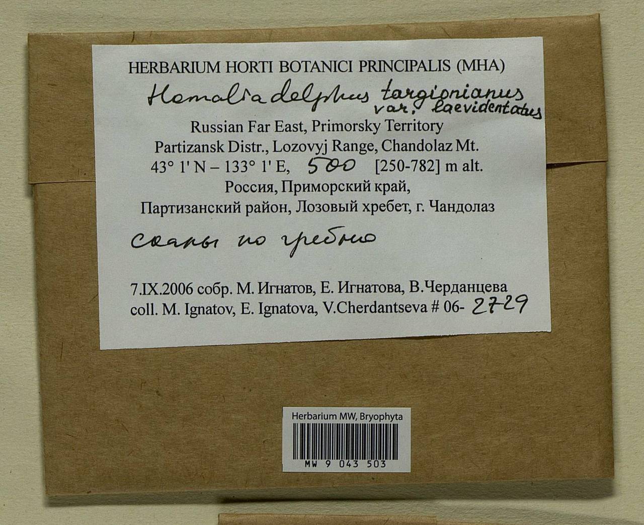 Homaliadelphus targionianus (Mitt.) Dixon & P. de la Varde, Гербарий мохообразных, Мхи - Дальний Восток (без Чукотки и Камчатки) (B20) (Россия)