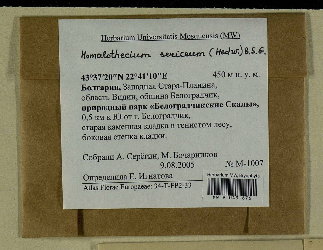 Homalothecium sericeum (Hedw.) Schimp., Гербарий мохообразных, Мхи - Западная Европа (BEu) (Болгария)