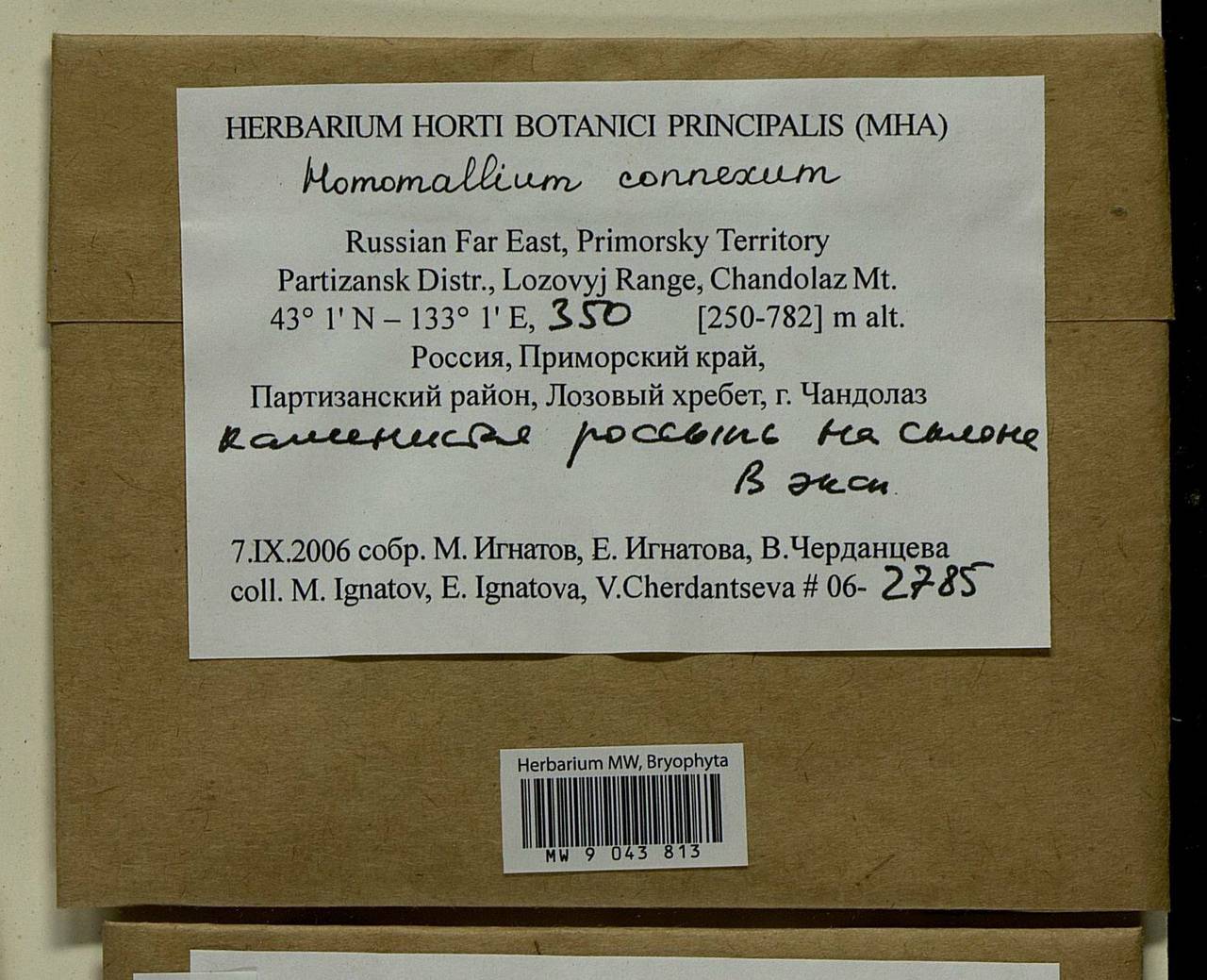 Homomallium connexum (Cardot) Broth., Гербарий мохообразных, Мхи - Дальний Восток (без Чукотки и Камчатки) (B20) (Россия)