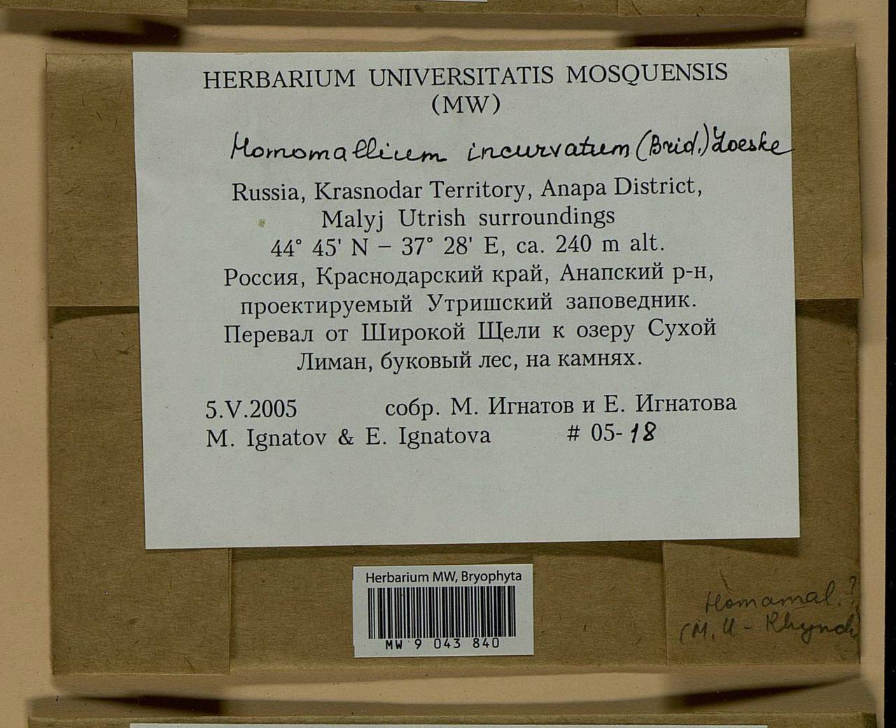 Homomallium incurvatum (Schrad. ex Brid.) Loeske, Гербарий мохообразных, Мхи - Северный Кавказ и Предкавказье (B12) (Россия)