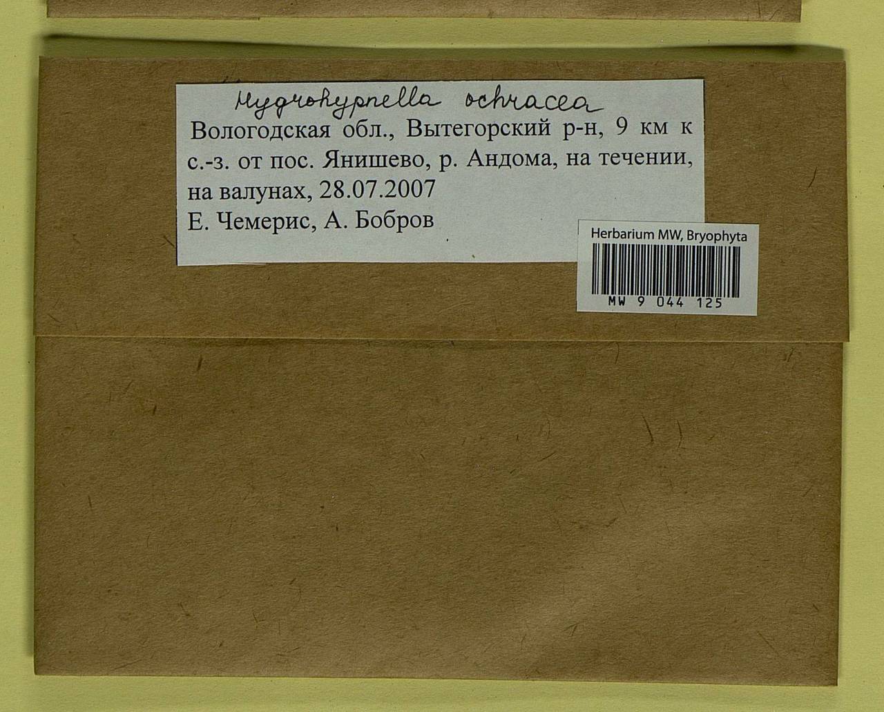 Hygrohypnella ochracea (Turner ex Wilson) Ignatov & Ignatova, Гербарий мохообразных, Мхи - Архангельская и Вологодская области, Коми, Ненецкий АО (B7) (Россия)