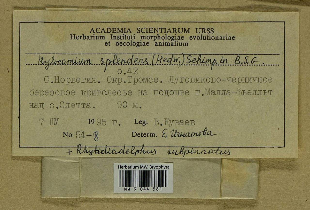 Hylocomium splendens (Hedw.) Schimp., Гербарий мохообразных, Мхи - Западная Европа (BEu) (Норвегия)