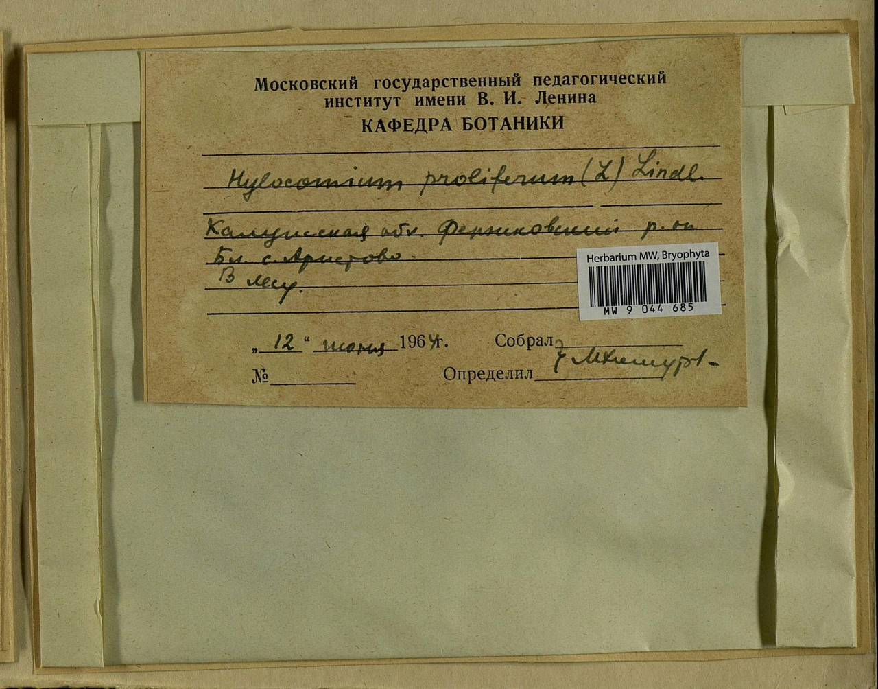 Hylocomium splendens (Hedw.) Schimp., Гербарий мохообразных, Мхи - Центральное Нечерноземье (B6) (Россия)