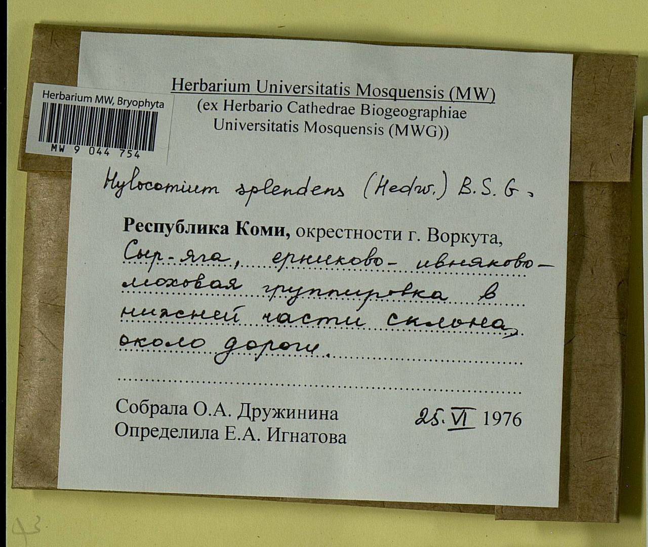 Hylocomium splendens (Hedw.) Schimp., Гербарий мохообразных, Мхи - Архангельская и Вологодская области, Коми, Ненецкий АО (B7) (Россия)