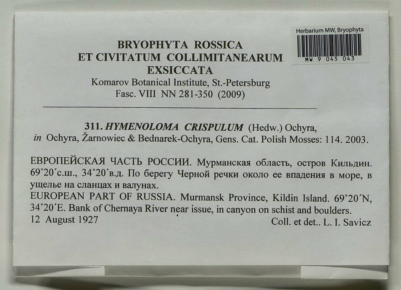 Hymenoloma crispulum (Hedw.) Ochyra, Гербарий мохообразных, Мхи - Карелия, Ленинградская и Мурманская области (B4) (Россия)