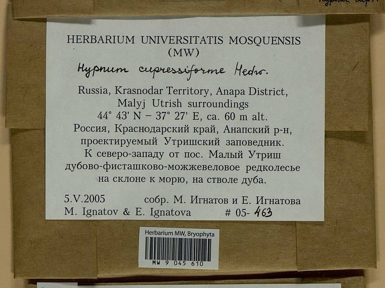 Hypnum cupressiforme Hedw., Гербарий мохообразных, Мхи - Северный Кавказ и Предкавказье (B12) (Россия)