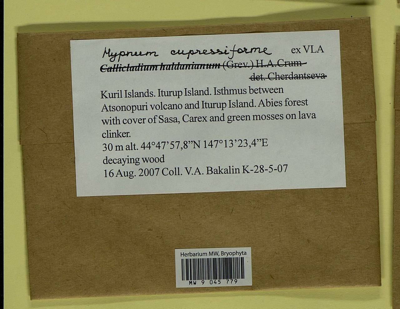 Hypnum cupressiforme Hedw., Гербарий мохообразных, Мхи - Дальний Восток (без Чукотки и Камчатки) (B20) (Россия)