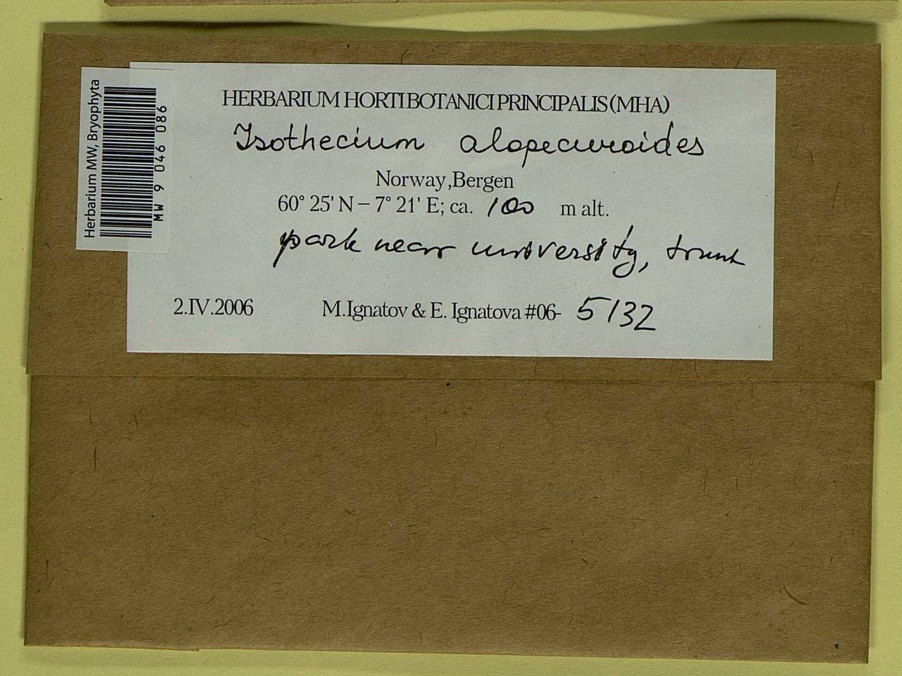 Isothecium alopecuroides (Lam. ex Dubois) Isov., Гербарий мохообразных, Мхи - Западная Европа (BEu) (Норвегия)