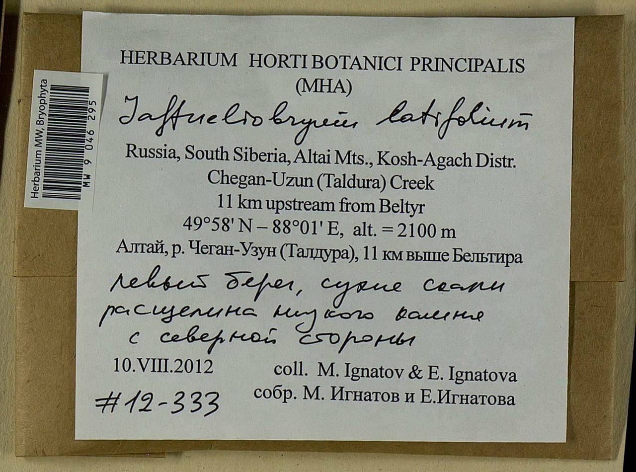 Jaffueliobryum latifolium Thér., Гербарий мохообразных, Мхи - Западная Сибирь (включая Алтай) (B15) (Россия)