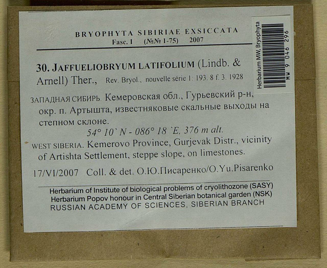 Jaffueliobryum latifolium Thér., Гербарий мохообразных, Мхи - Западная Сибирь (включая Алтай) (B15) (Россия)