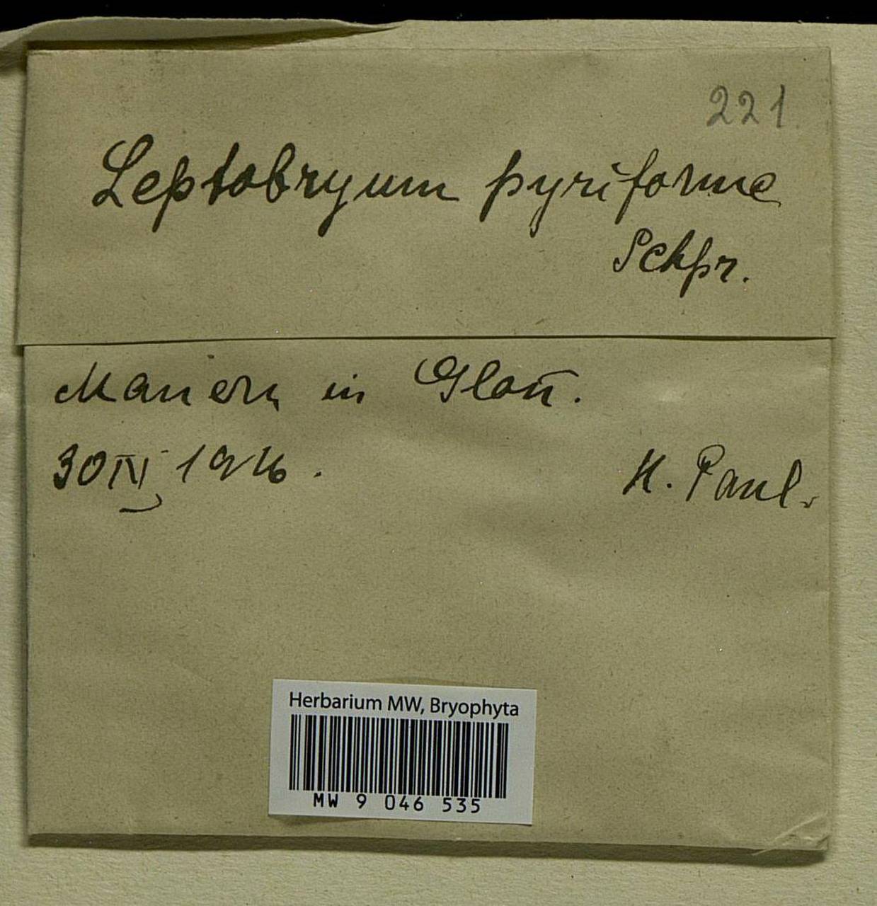 Leptobryum pyriforme (Hedw.) Wilson, Гербарий мохообразных, Мхи - Западная Европа (BEu) (Германия)