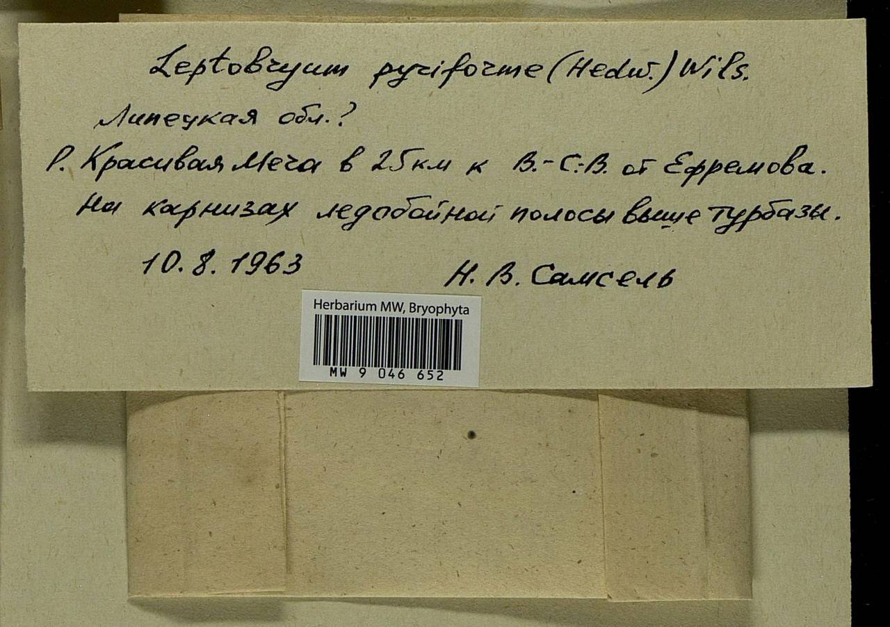 Leptobryum pyriforme (Hedw.) Wilson, Гербарий мохообразных, Мхи - Центральное Черноземье (B10) (Россия)